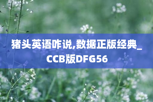 猪头英语咋说,数据正版经典_CCB版DFG56